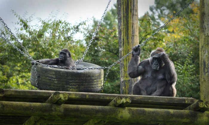 Zoo belfast first ever giraffe tripadvisor sensory rothschild hold belfastlive